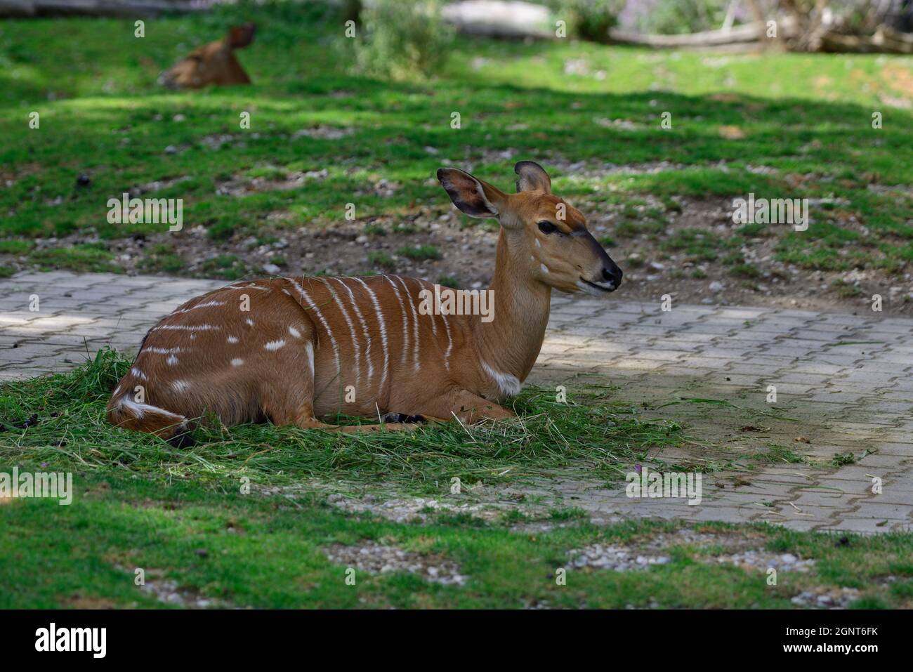 Wien, Österreich. Tiergarten Schönbrunn in Wien. Nyala (Tragelaphus angasii) Stockfoto
