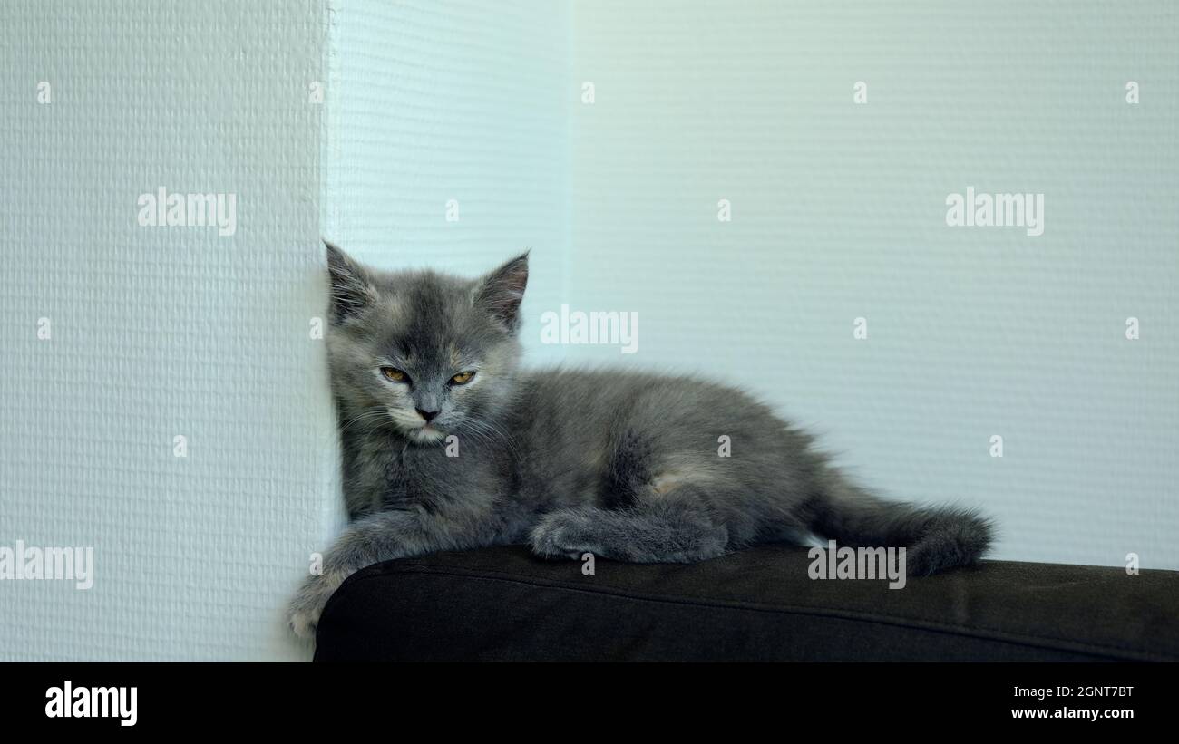 Nahaufnahme eines niedlichen grauen Kätzchens, das auf einem Sofa liegt und auf weißem Hintergrund auf die Kamera blickt Stockfoto