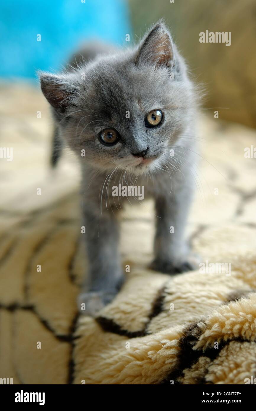 cluse-Up eines kleinen, grauen Kätzchens steht auf dem Sofa und schaut auf die Kamera Stockfoto