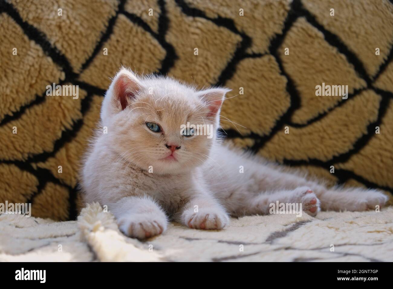 Porträt eines cremefarbenen, blauäugigen Kätzchens, das die Kamera anschaut Stockfoto