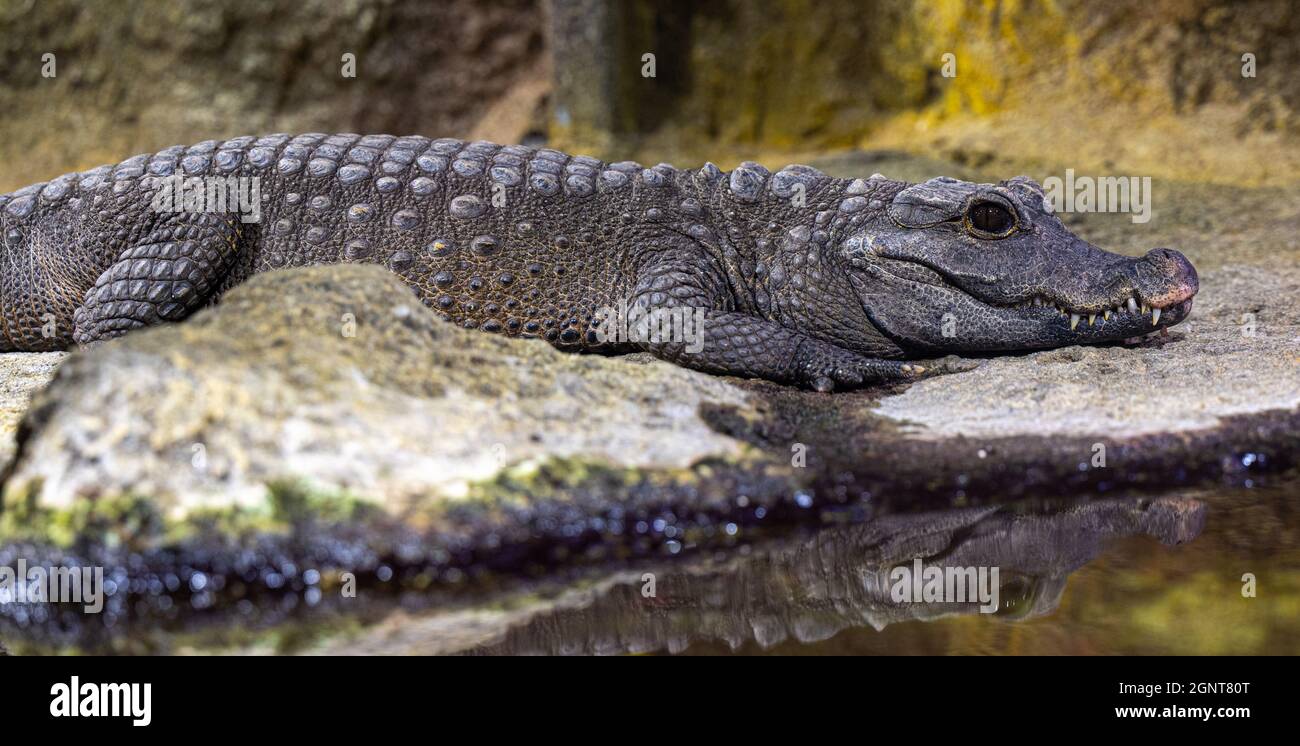 Zwergkrokodil-(Osteolaemus-letraspis) Stockfoto