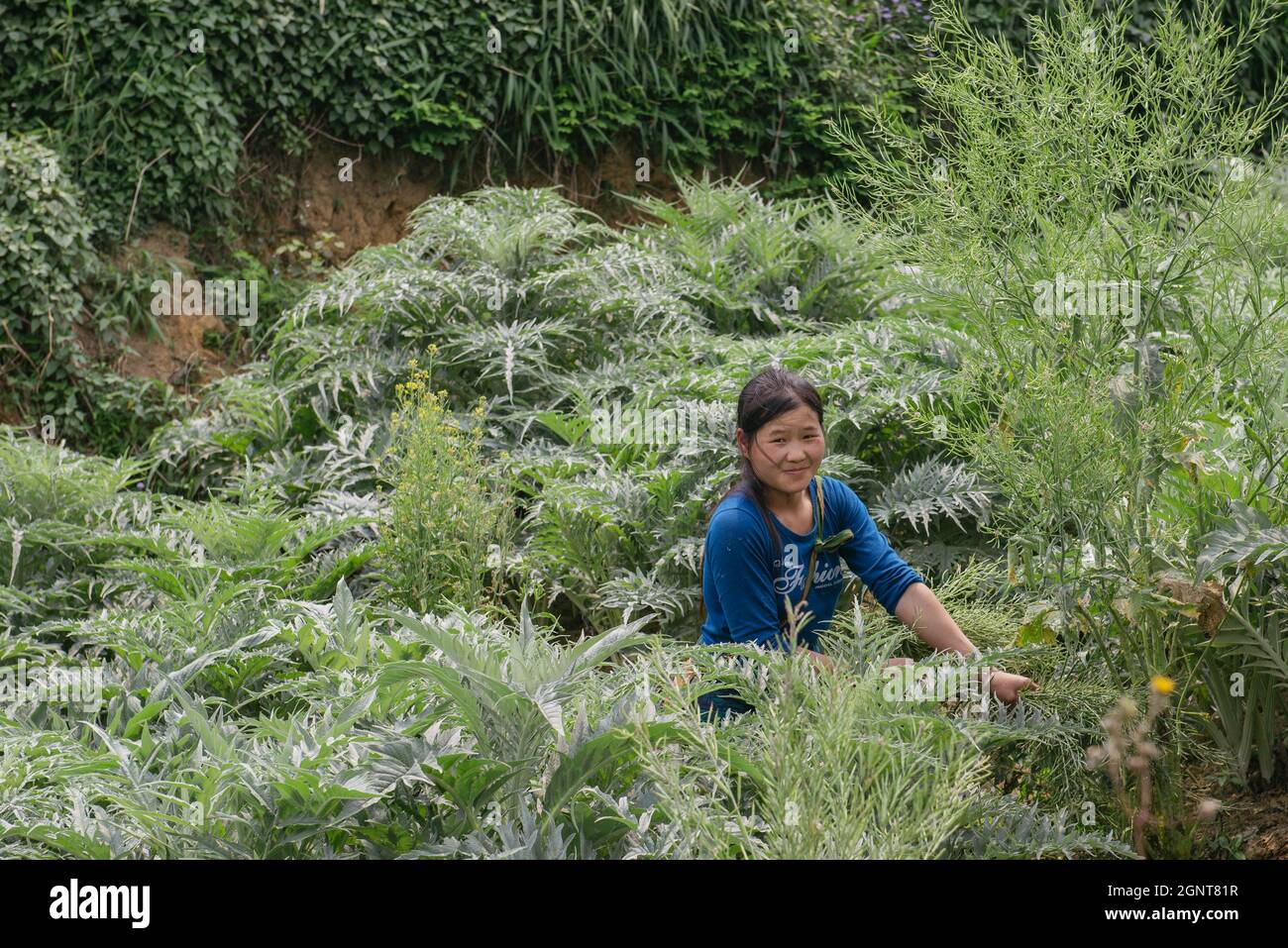 Sapa, Vietnam - 14. April 2016: Kinder tragen Holz auf dem Rücken in vietnamesischem Dorf. Die Arbeit von Childran in Asien ist weit verbreitet Stockfoto