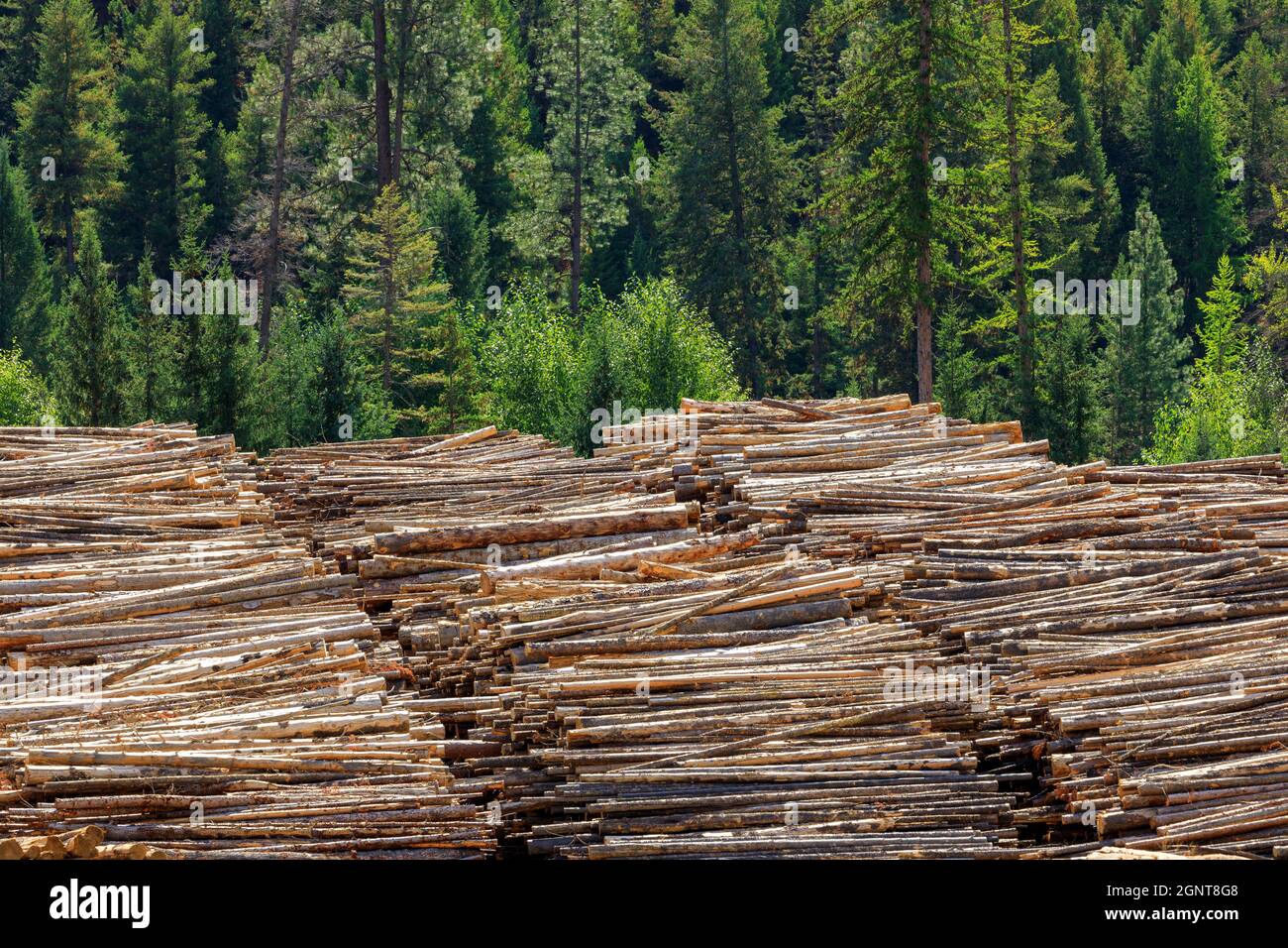 Geschlagenem Holz Schnittholz Rundholz in einem Haufen an ein Sägewerk in Midway, British Columbia, Kanada. Das Bauholz Protokollierung der Industrie ist ein wichtiges Geschäft für t Stockfoto