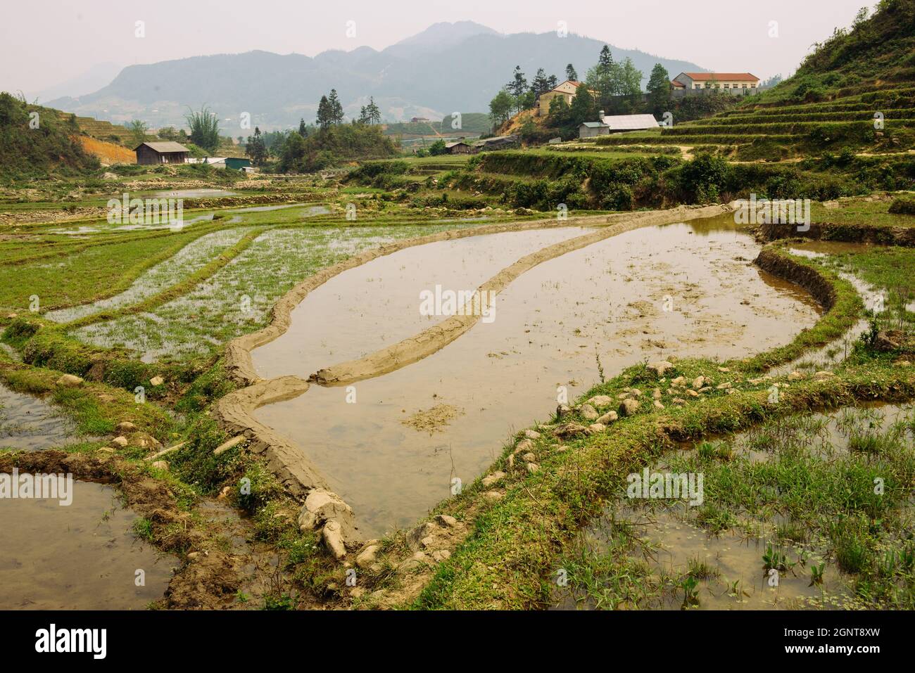 Reisterrassen und Hügel in Sapa, Vietnam. Ländliche grüne vietnamesische Landschaft im Frühling. Reisfeld aus Südostasien Stockfoto