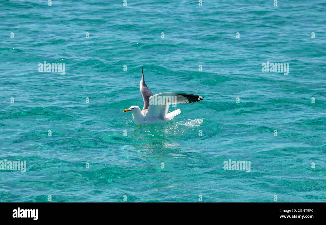 Möwe europäische Heringsmöwe mit Futter im Mund auf blautürkisfarbenem Meeresgrund, offene Flügel, Seitenansicht. Ägäis, Griechenland. Stockfoto