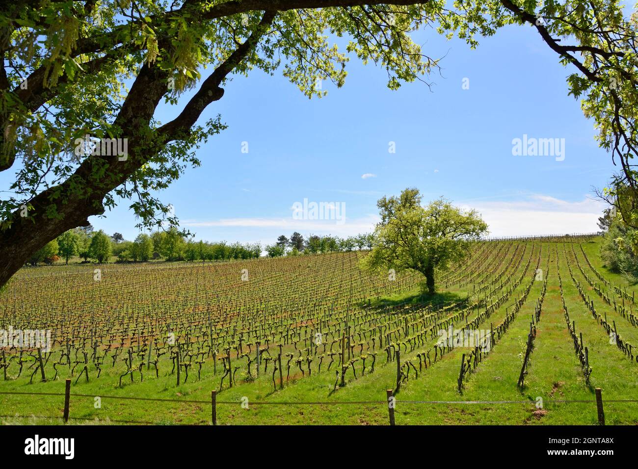 Frankreich, Lot et Garonne, Saint-Front-sur-Lémance, Landschaft, Weinberg im Frühjahr Stockfoto