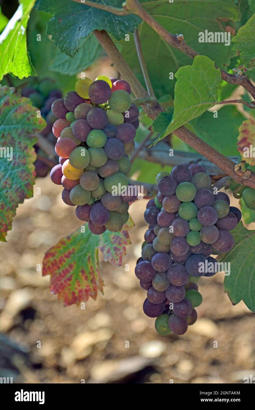 Frankreich, Côte-d'Or (21), Paysage culturel des Climats de Bourgogne classés Patrimoine Mondial de l'UNESCO, le château d'Aloxe-Corton // Frankreich, Cote d' Stockfoto