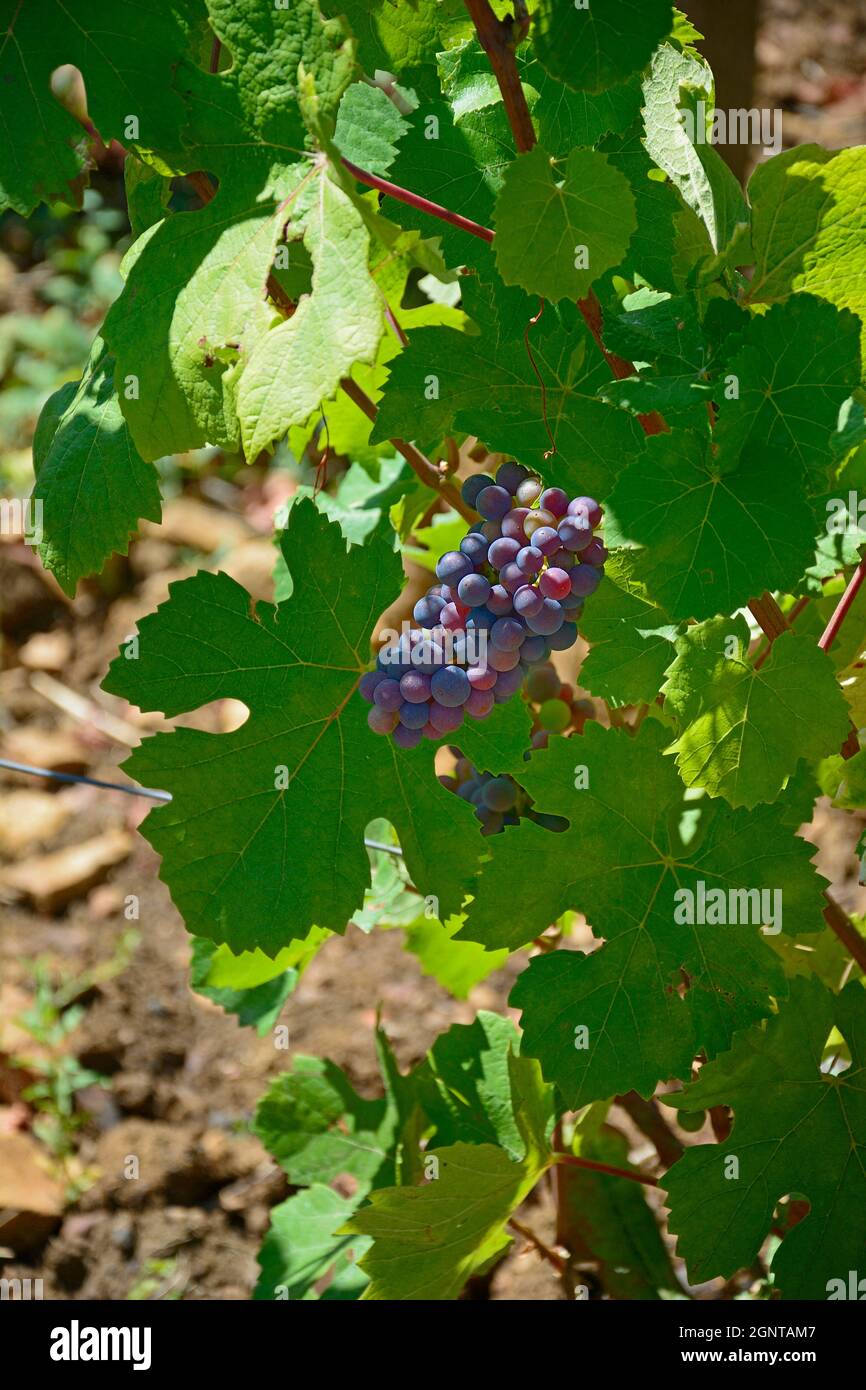 Frankreich, Côte-d'Or (21), Paysage culturel des Climats de Bourgogne classés Patrimoine Mondial de l'UNESCO, le château d'Aloxe-Corton // Frankreich, Cote d' Stockfoto