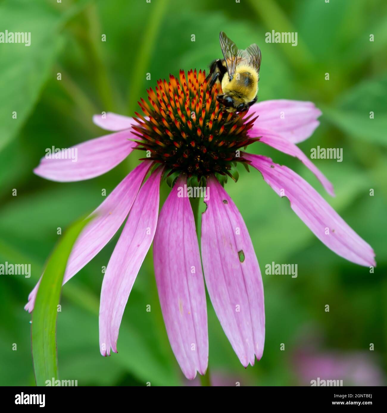 Eine Biene arbeitet an einer Sommerkoneblume. Stockfoto