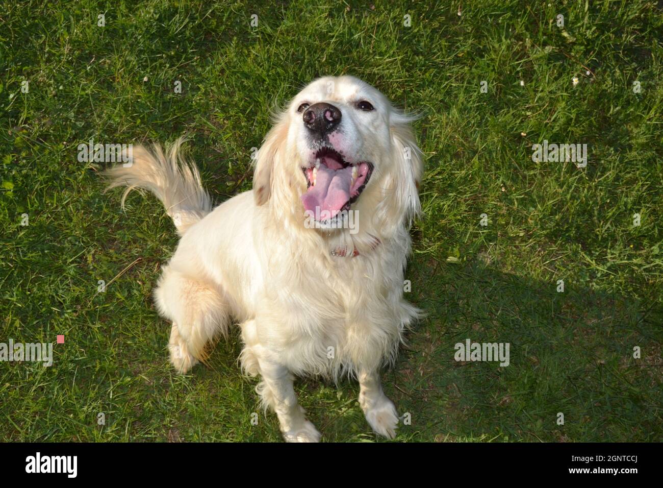 White Dog Happy English Setter lächelt auf dem Gras Stockfoto