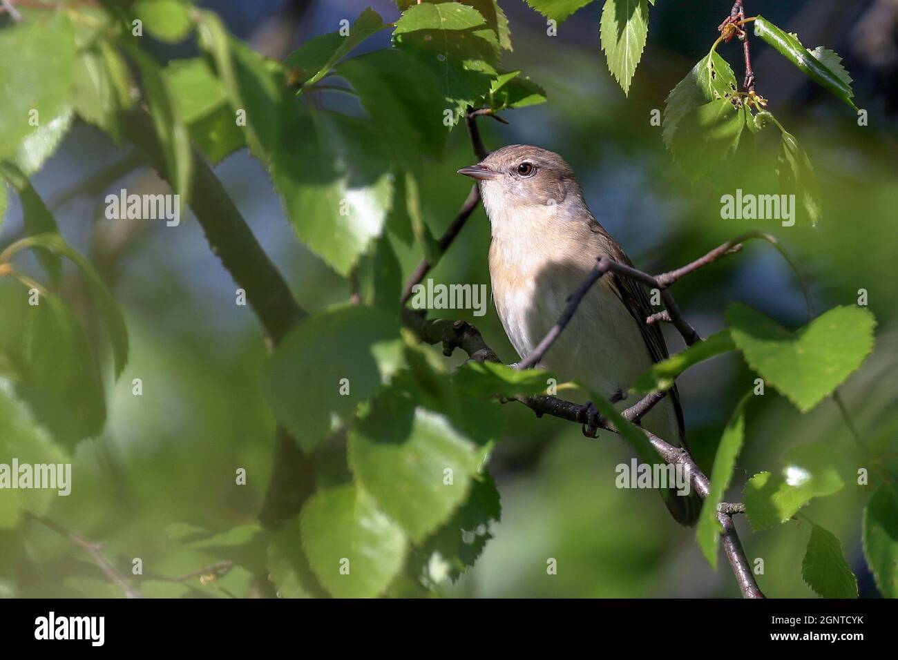 Blyth's Schilfrohrsänger Stockfoto