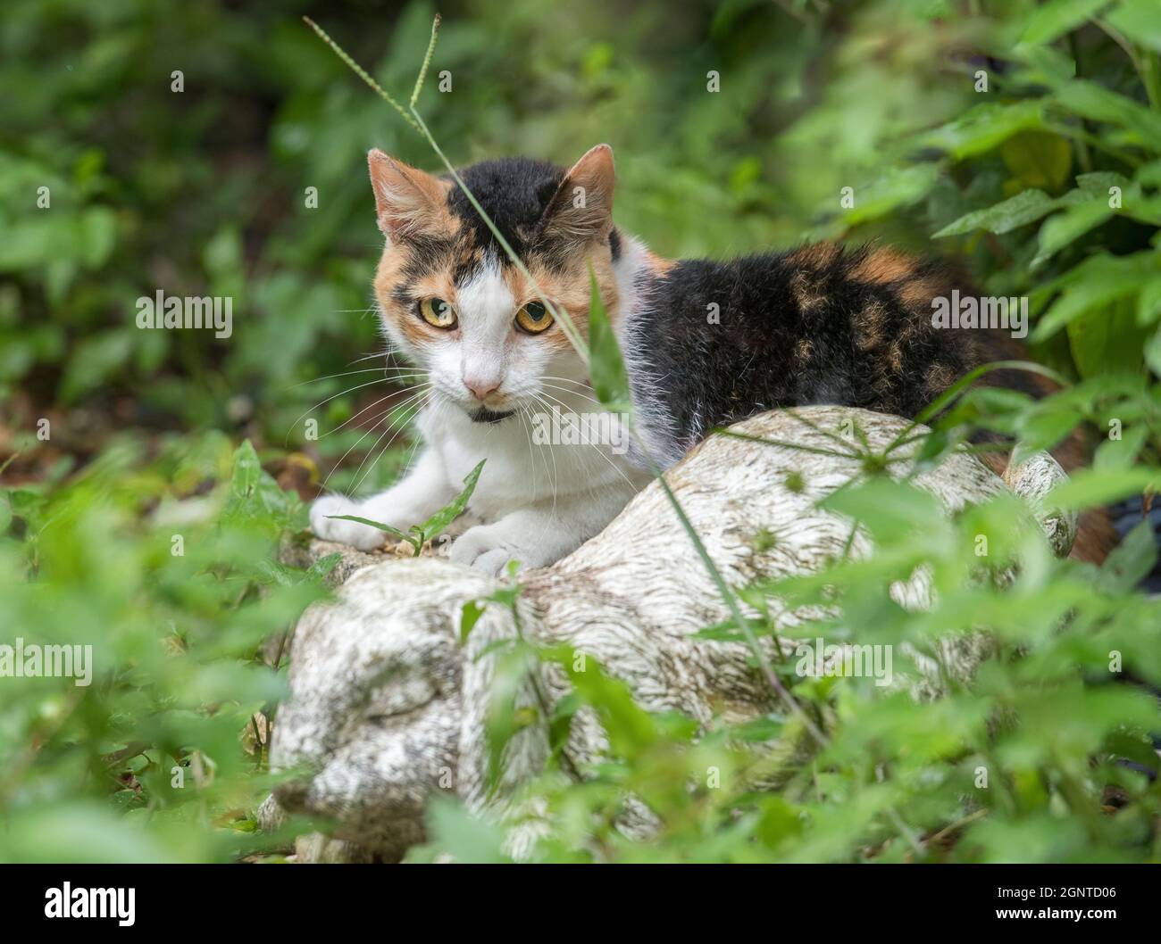 Feral Calico Katze im Garten Stockfoto