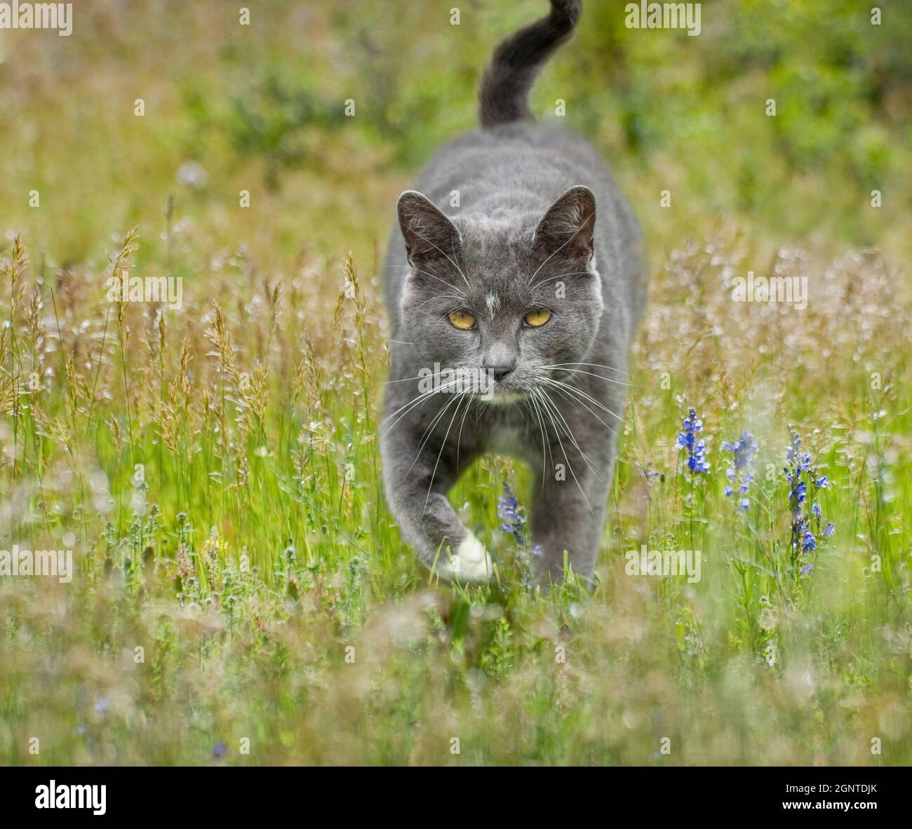 Smokey grey Smokey Smoking Kater spaziert auf einer Wildblumenwiese Stockfoto