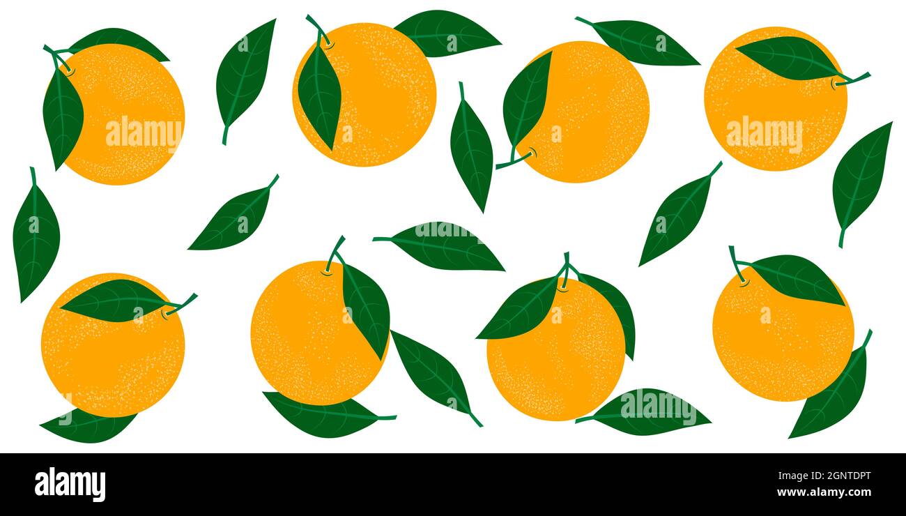 Orangen mit Blättern. Vektorgrafik auf weißem Hintergrund. Stock Vektor