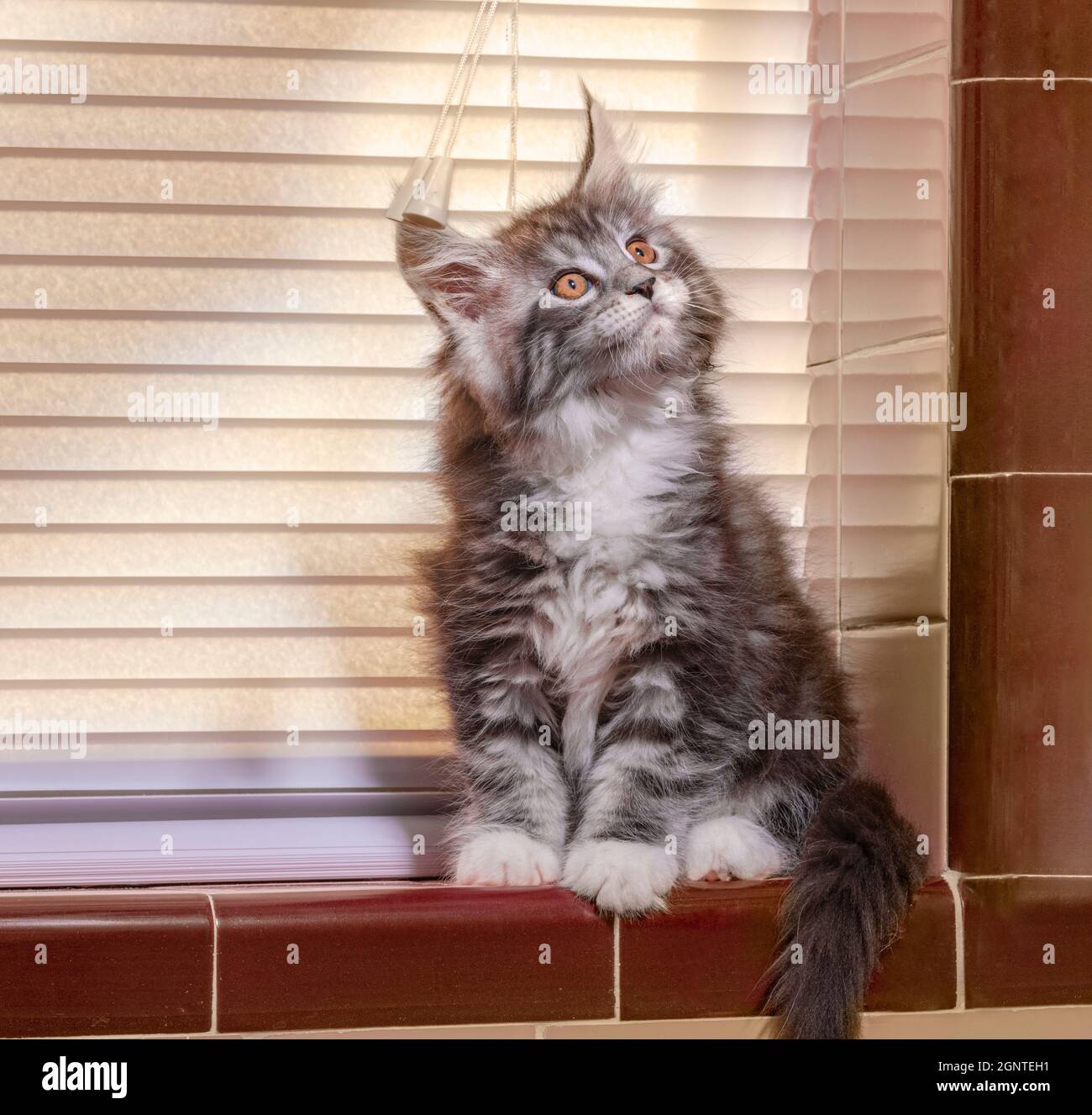 9 Wochen alte Maine Coon Cat Kätzchen sitzen auf Kachelfensterschwelle Stockfoto