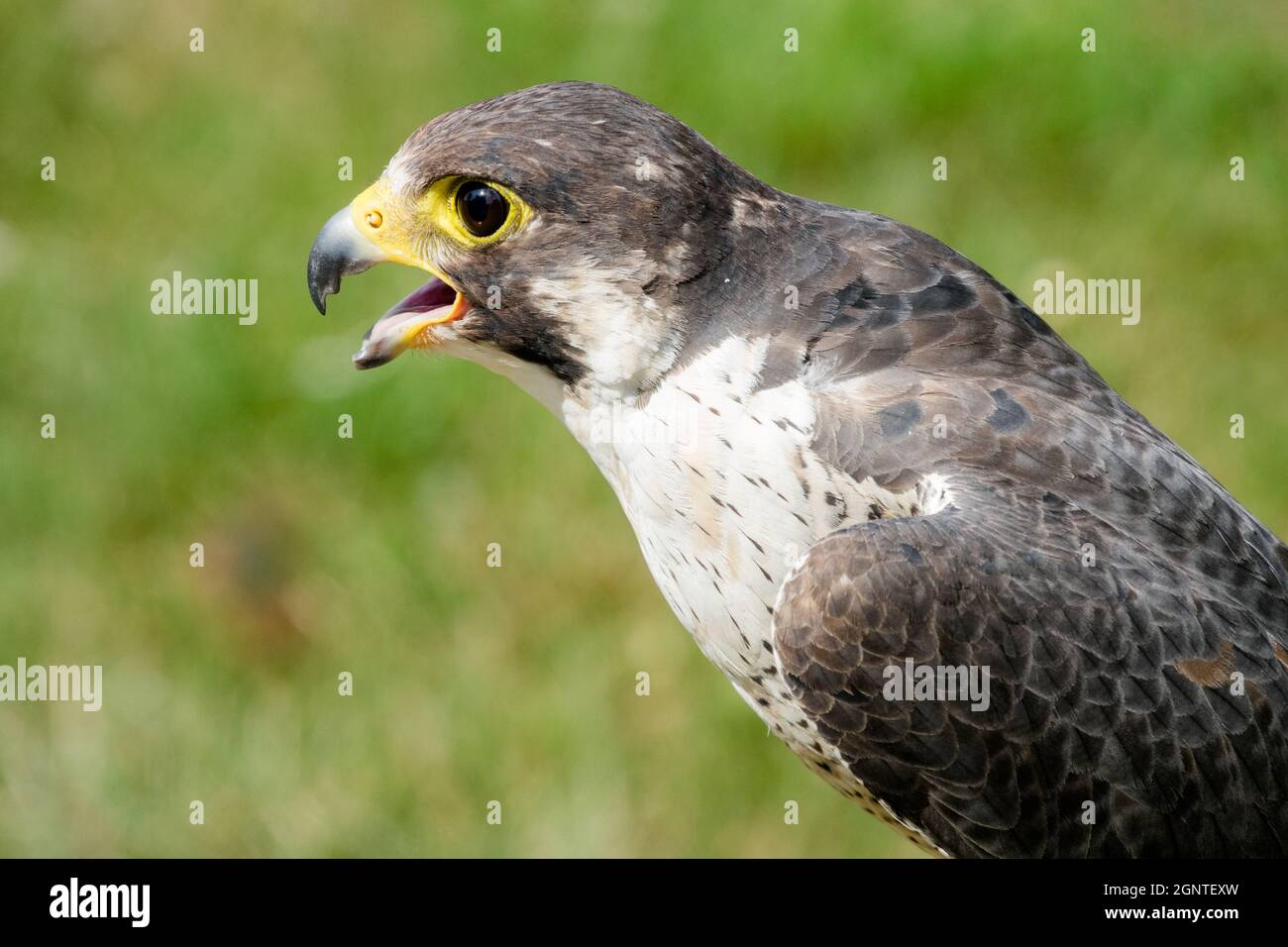 Peregrine falcon Stockfoto