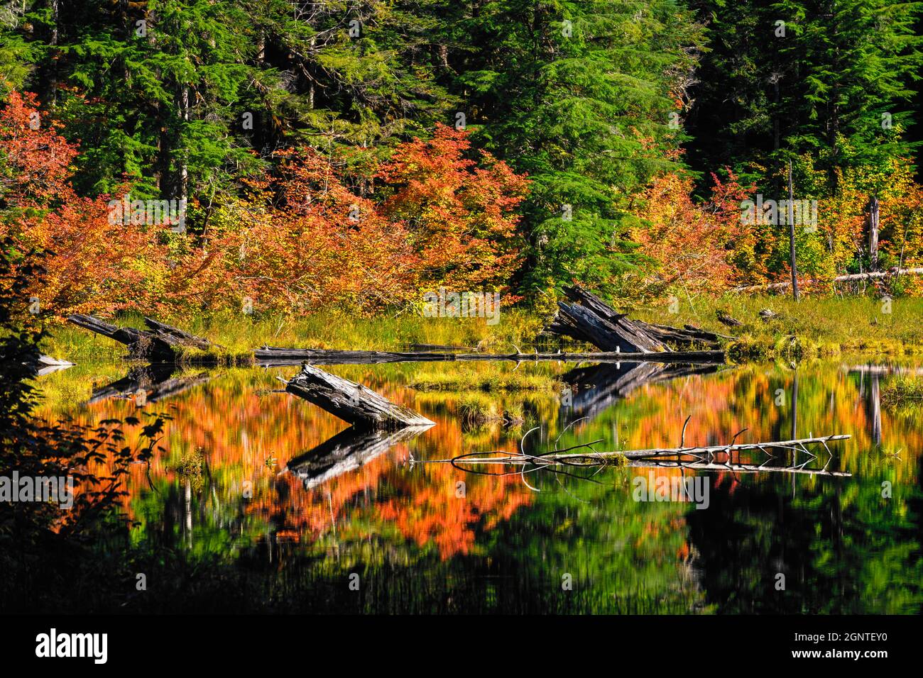 Baumstämme aus umgestürzten Bäumen tauchen für ruhiges Wasser auf, umgeben von warmen Herbstfarben. Die Szene befindet sich tief in den Cascade Mountains des Staates Washington Stockfoto
