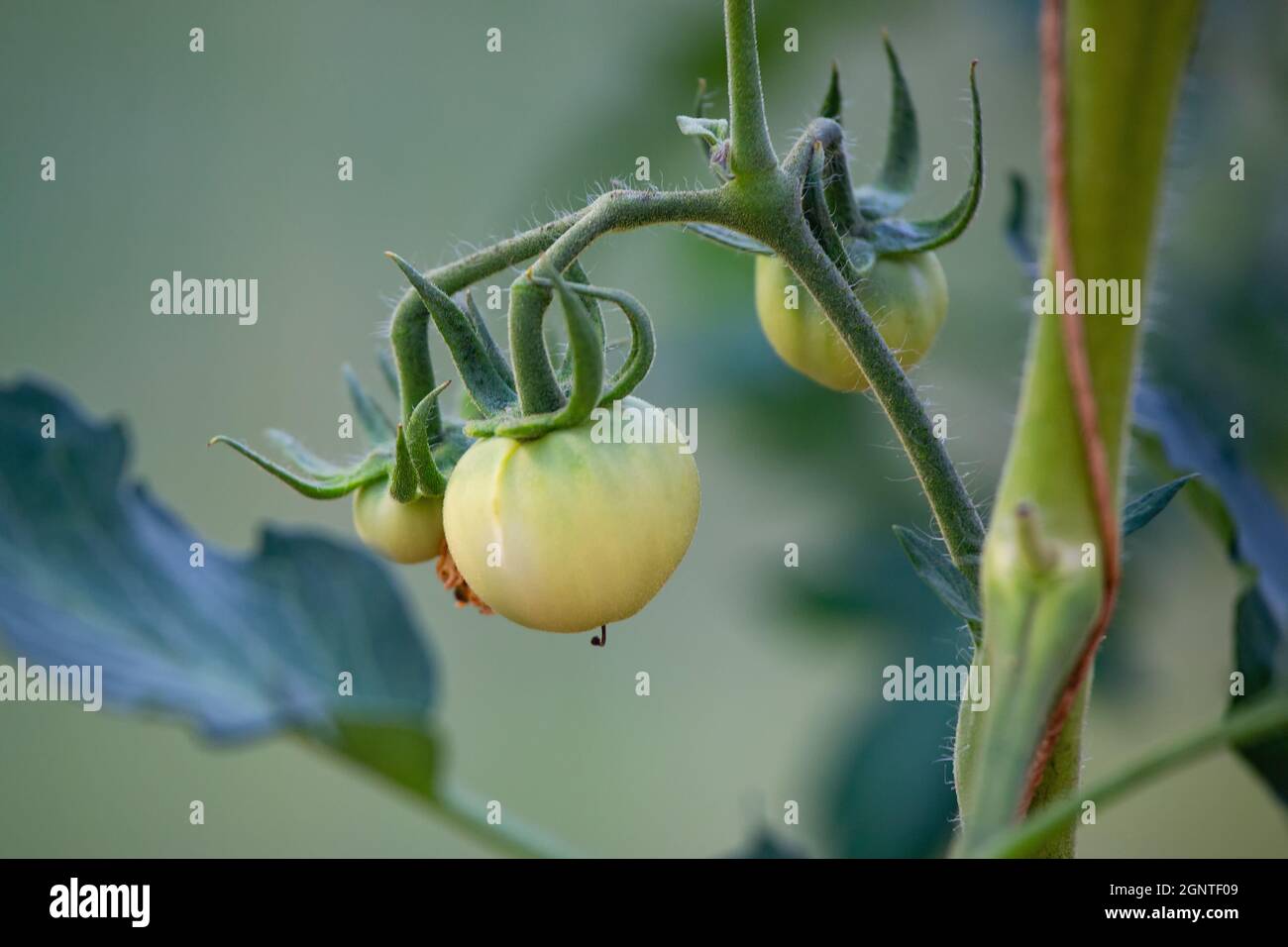 Tomaten reifen im Gewächshaus Stockfoto