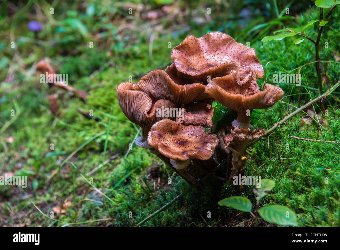 Naturpfad: Pilze in einem Wald in der Region Oberpfalz, Bayern Stockfoto