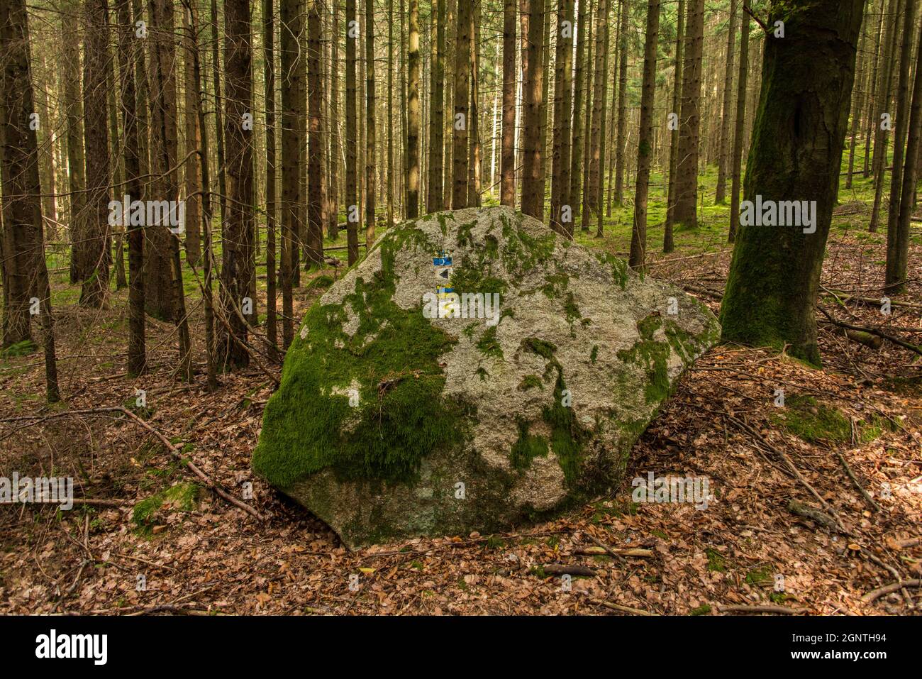 Überwuchert und verblasst: Die Natur hat einen Stein mit gemalten Wanderschildern zurückerobert. Stockfoto