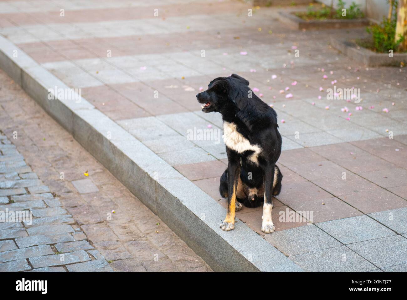 Schwarzer Hund auf dem Bürgersteig wandte sich ab Stockfoto