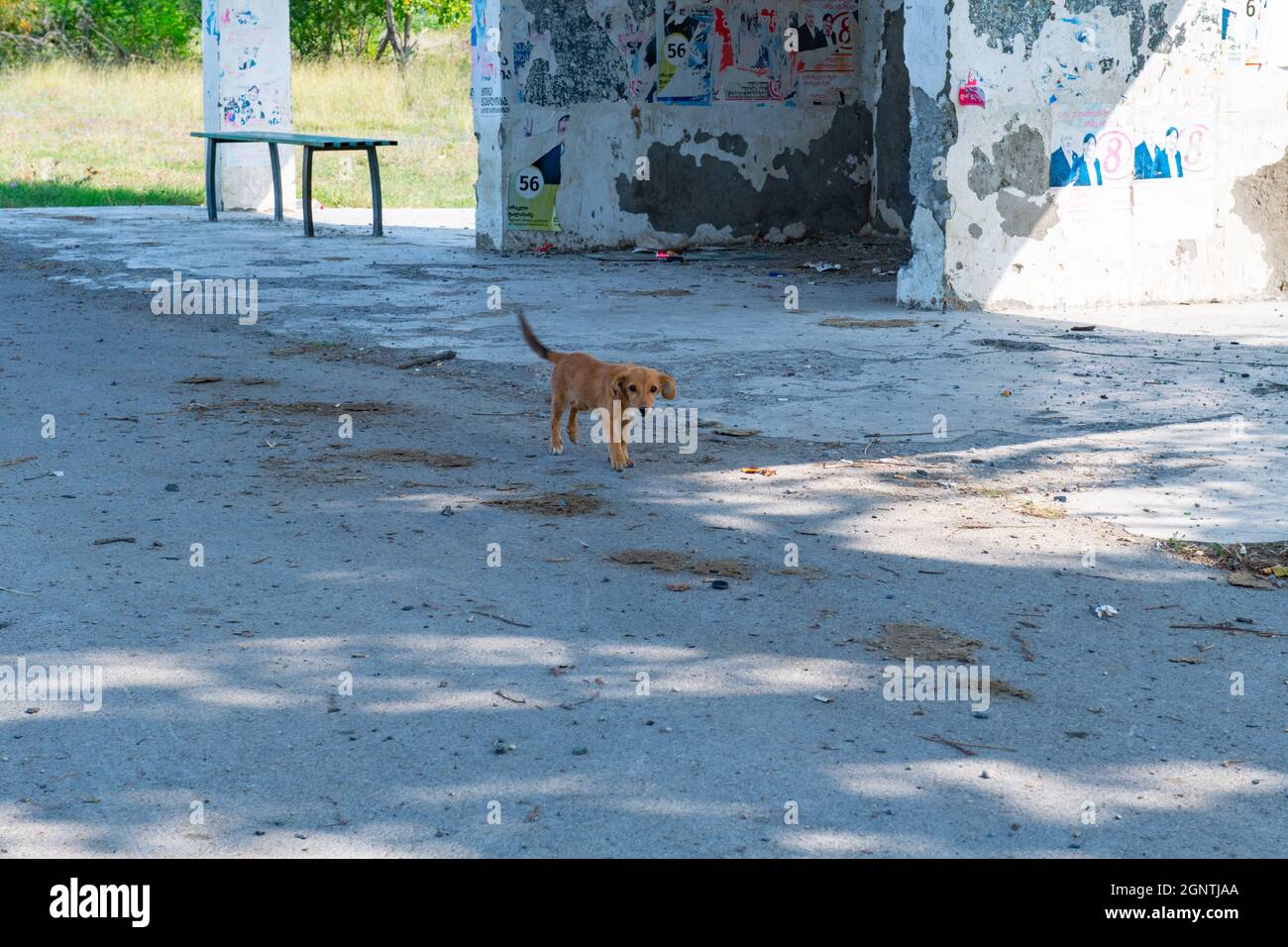 Hungriger roter Hund, der die Straße entlang läuft Stockfoto