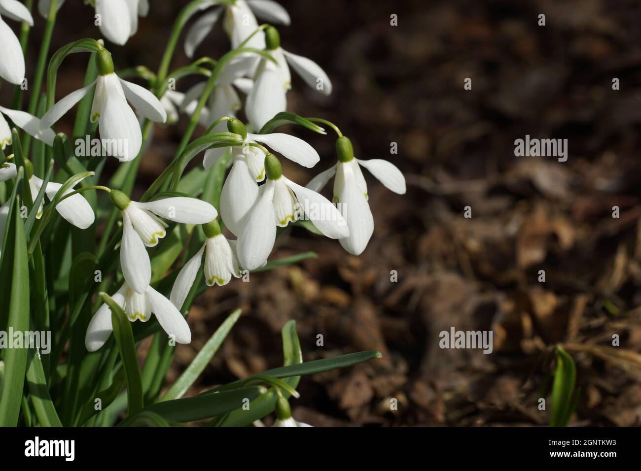 Galanthus nivalis, Schneeglöckchen, gewöhnlicher Schneeglöckchen. Weiße Blüten aus nächster Nähe. Horizontales Foto. Stockfoto
