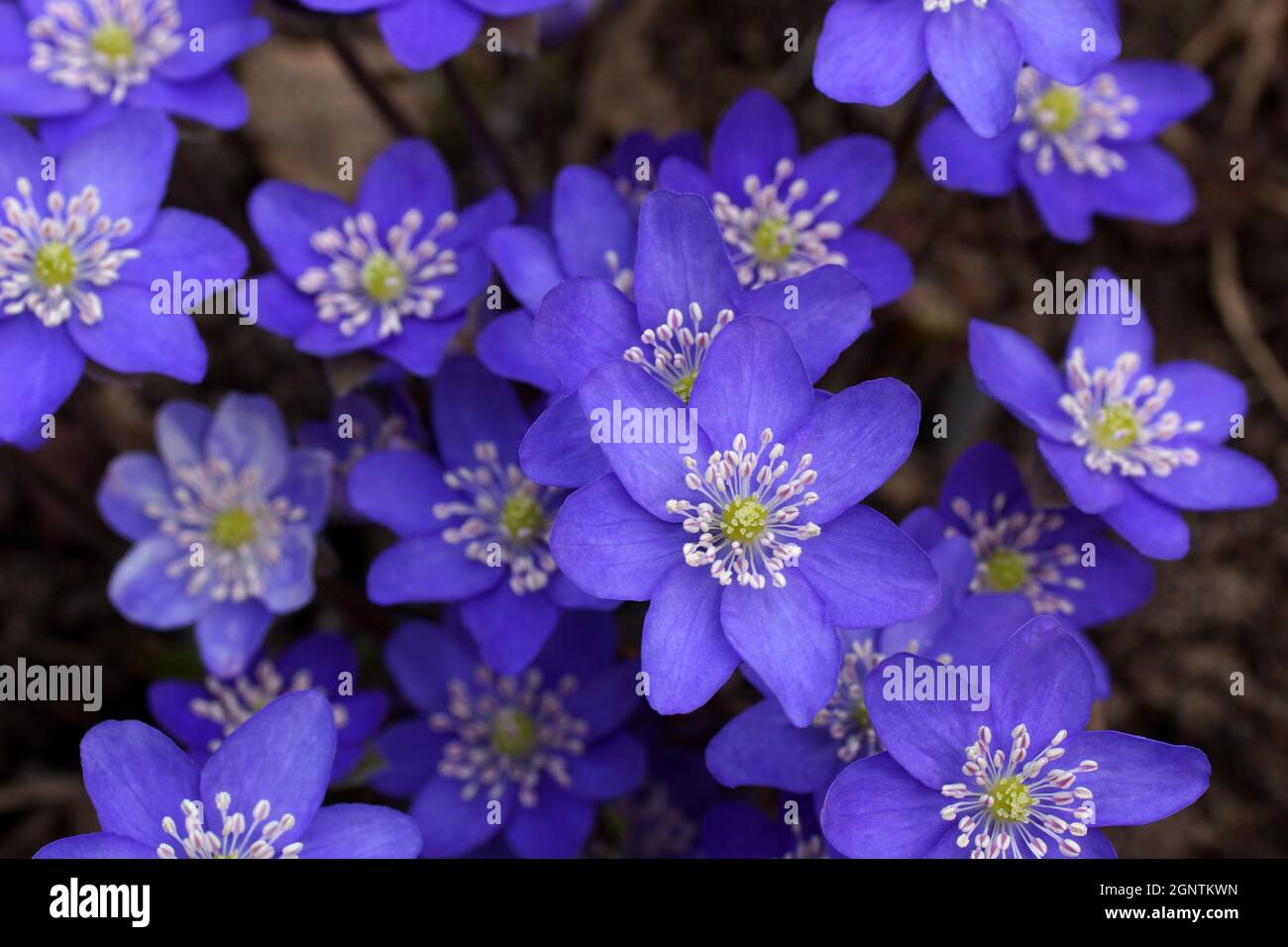 Gartenhepatika Anemone hepatica (häufig hepatica, liverwort, kidneywort, Pennywort), Hepatica nobilis enthüllt im Frühjahr im Garten. Stockfoto