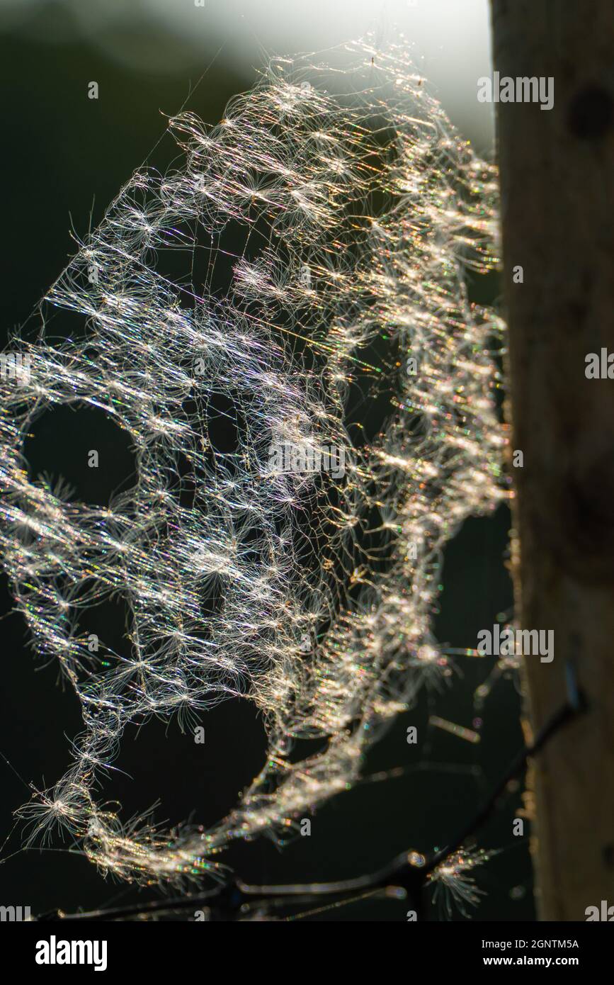 Spinnennetz, Fallset, Tautropfen hängen, nebliger Morgen, Schäden beheben, Dunkleres Weibchen, Araneus diadematus, britische Spinnen, Spinne, weißes Kreuz. Stockfoto