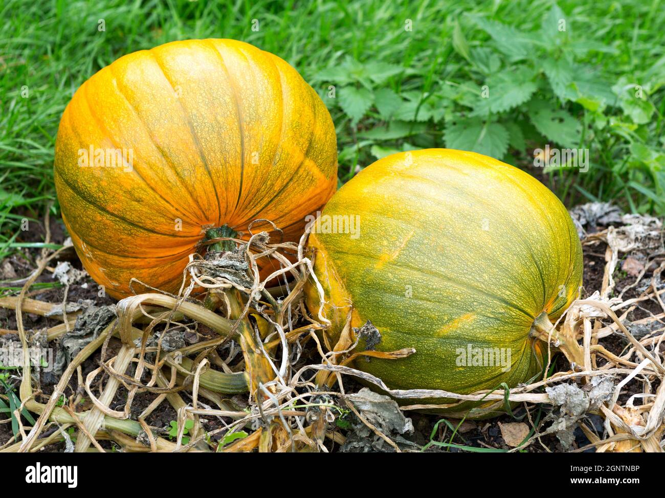 Kürbisse Im Feld. Kürbisse auf dem Bauernmarkt im Freien. Kürbispflaster. Stockfoto