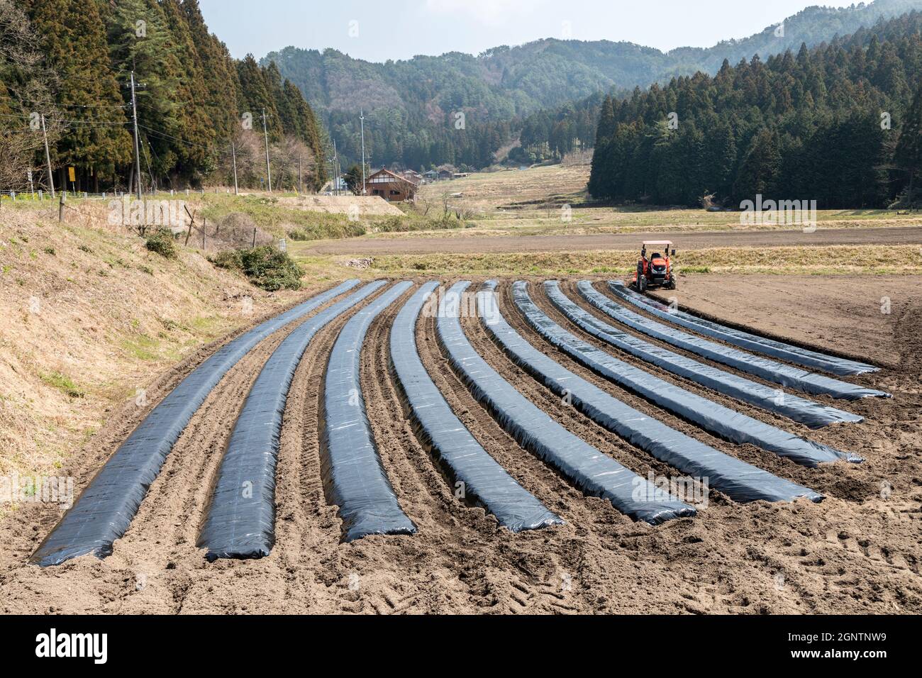 Anbau von Pflanzen unter Polyethylen, um das Wachstum zu beschleunigen, Präfektur Yamaguchi, Japan Stockfoto