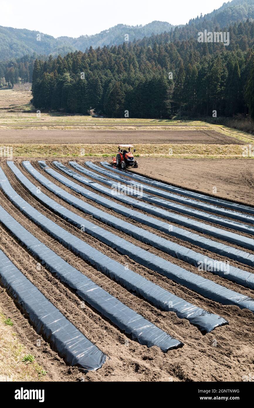 Anbau von Pflanzen unter Polyethylen, um das Wachstum zu beschleunigen, Präfektur Yamaguchi, Japan Stockfoto
