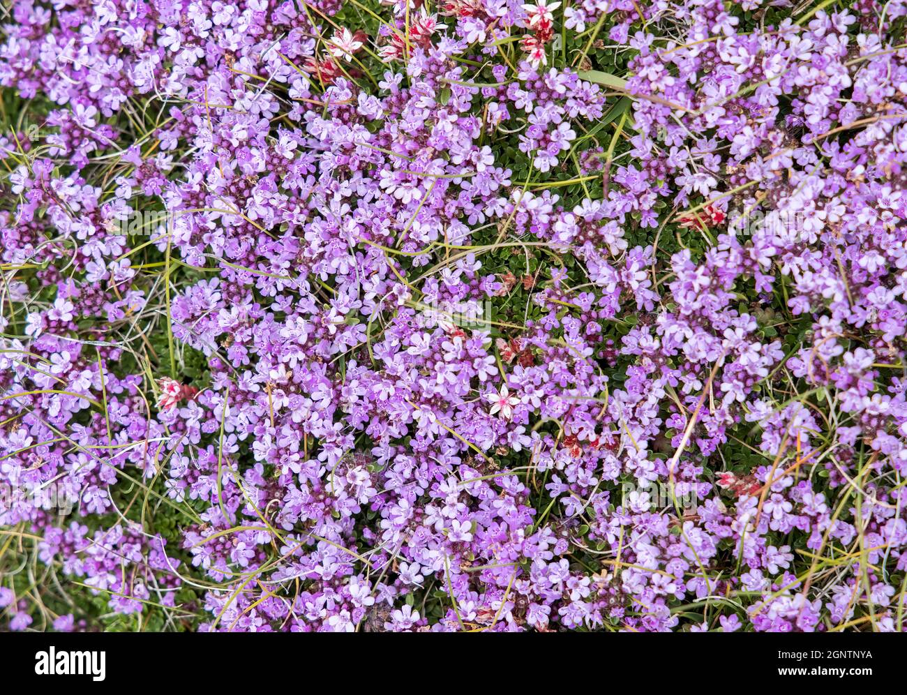 Purple Saxifrage (Saxifraga oppositifolia) auf dem Pembrokeshire Coast Path, Wales, Großbritannien Stockfoto