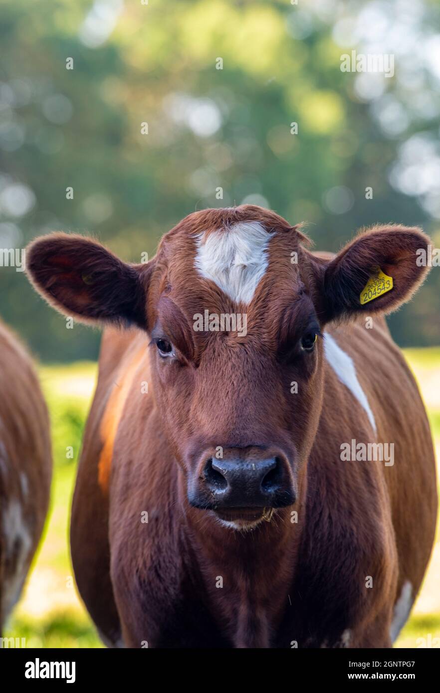 Braune Kuh mit einem weißen Fleck auf dem Kopf. Großes Nutztier, Kuh schaut auf die Kamera, Viehzucht junge Kuh auf dem Feld auf dem Bauernhof. Stockfoto