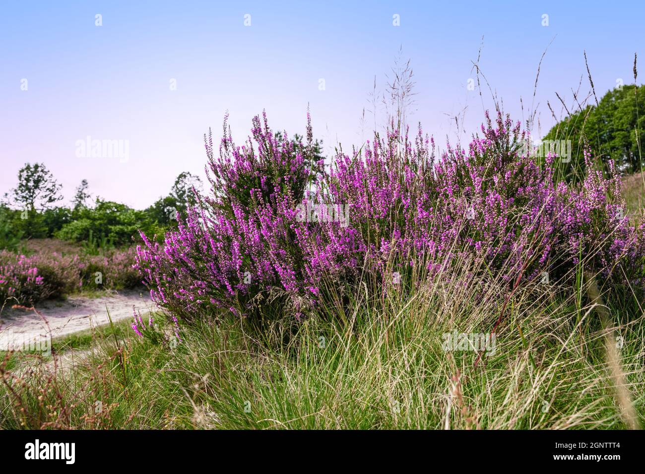 Lila blühende Heidekraut Pflanze im Belgischen Nationalpark. Stockfoto