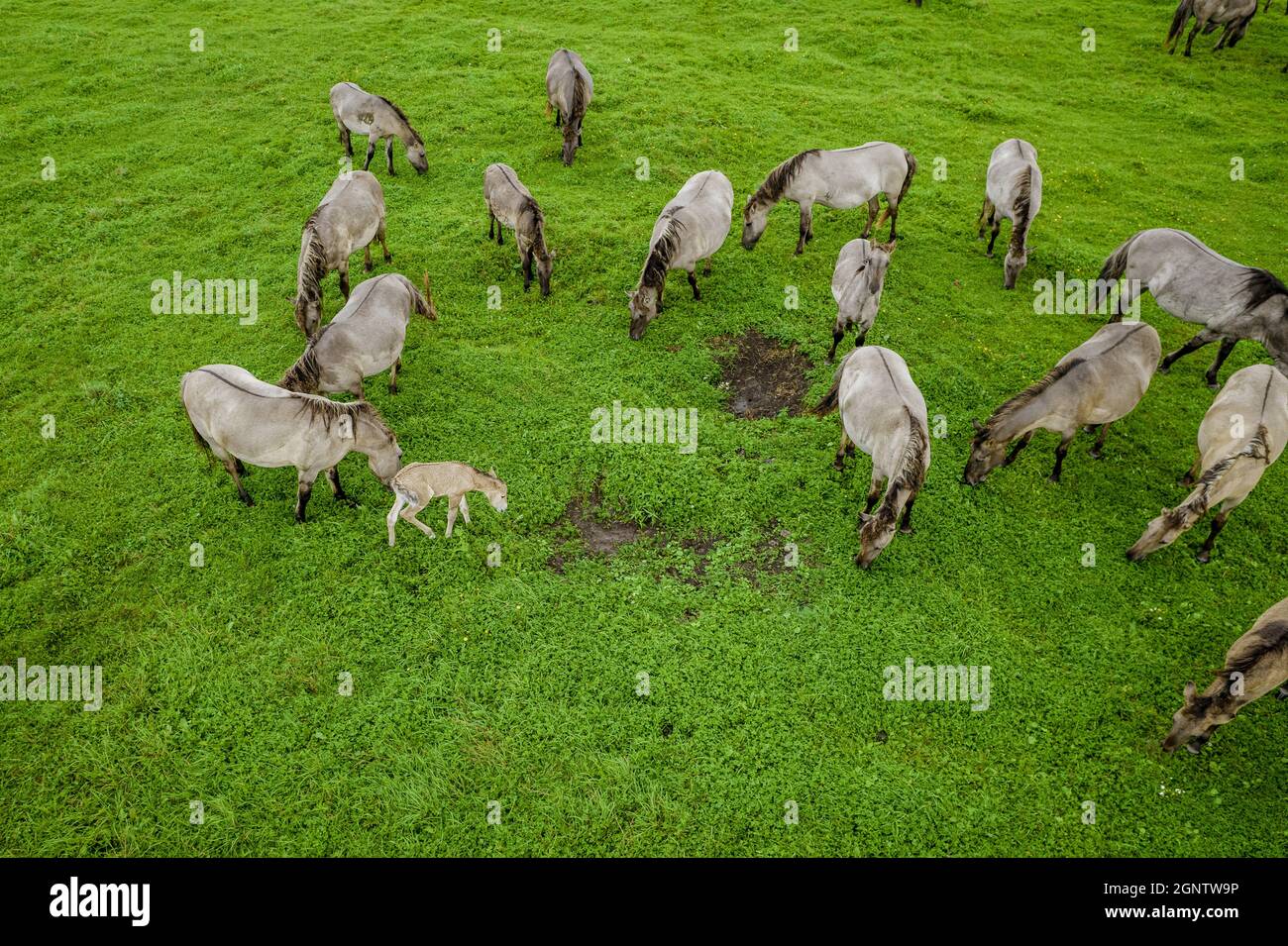 Drohne fliegt über verschiedene braun-weiße Mustangs und Kühe, die auf der Wiese laufen und Gras auf dem Ackerland weiden. Luftaufnahme. Gruppe von Tieren auf der Weide. Ländliche Szene. Gefährdete freie Familien von Wildpferden Stockfoto