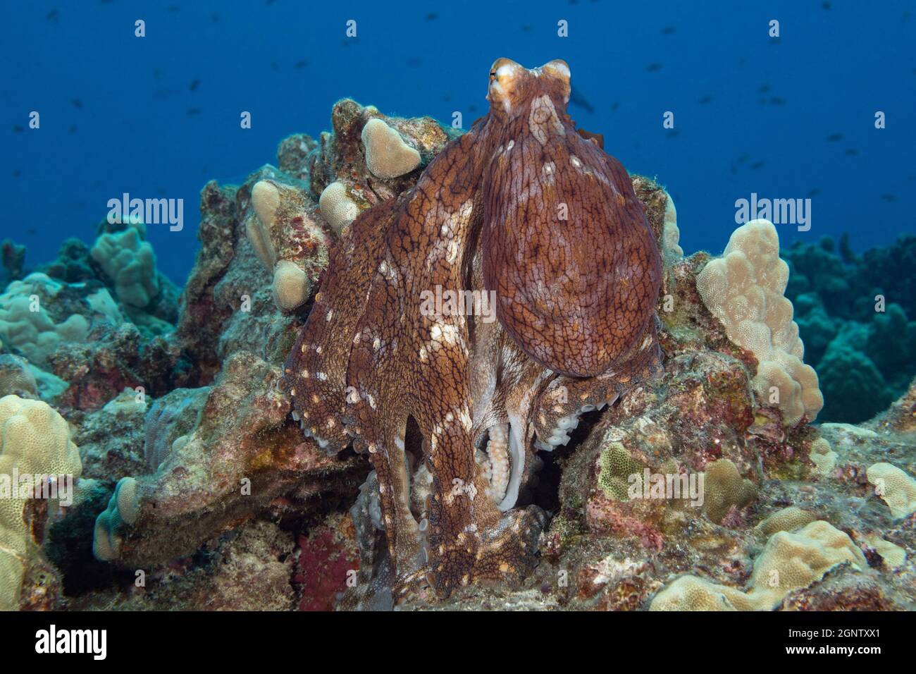 Tagesoktopus, gewöhnlicher Riffoktopus oder großer blauer Oktopus, Octopus cyanea, in meliertem rotbraunem Farbmuster, auf Korallenriff, Kohanaiki, North Kona, H Stockfoto