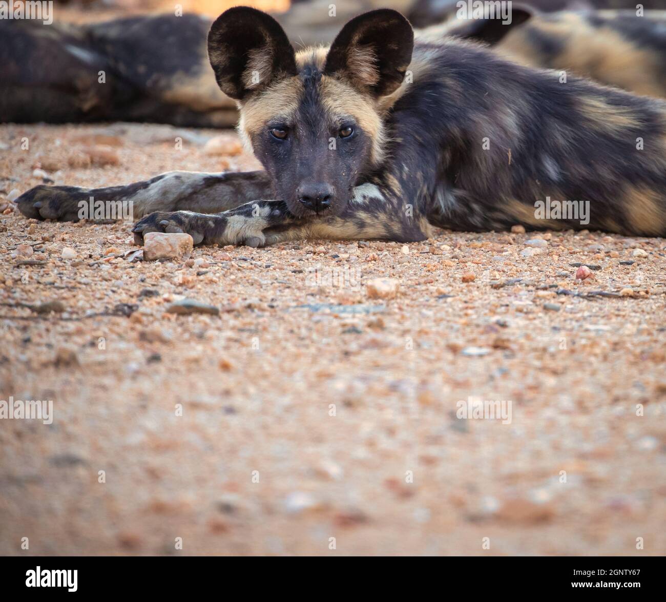 Im Kruger National Park, Südafrika, liegt ein Rudel wilder Hunde, auch Painted Wolf genannt, im Schatten eines Boab-Baumes Stockfoto