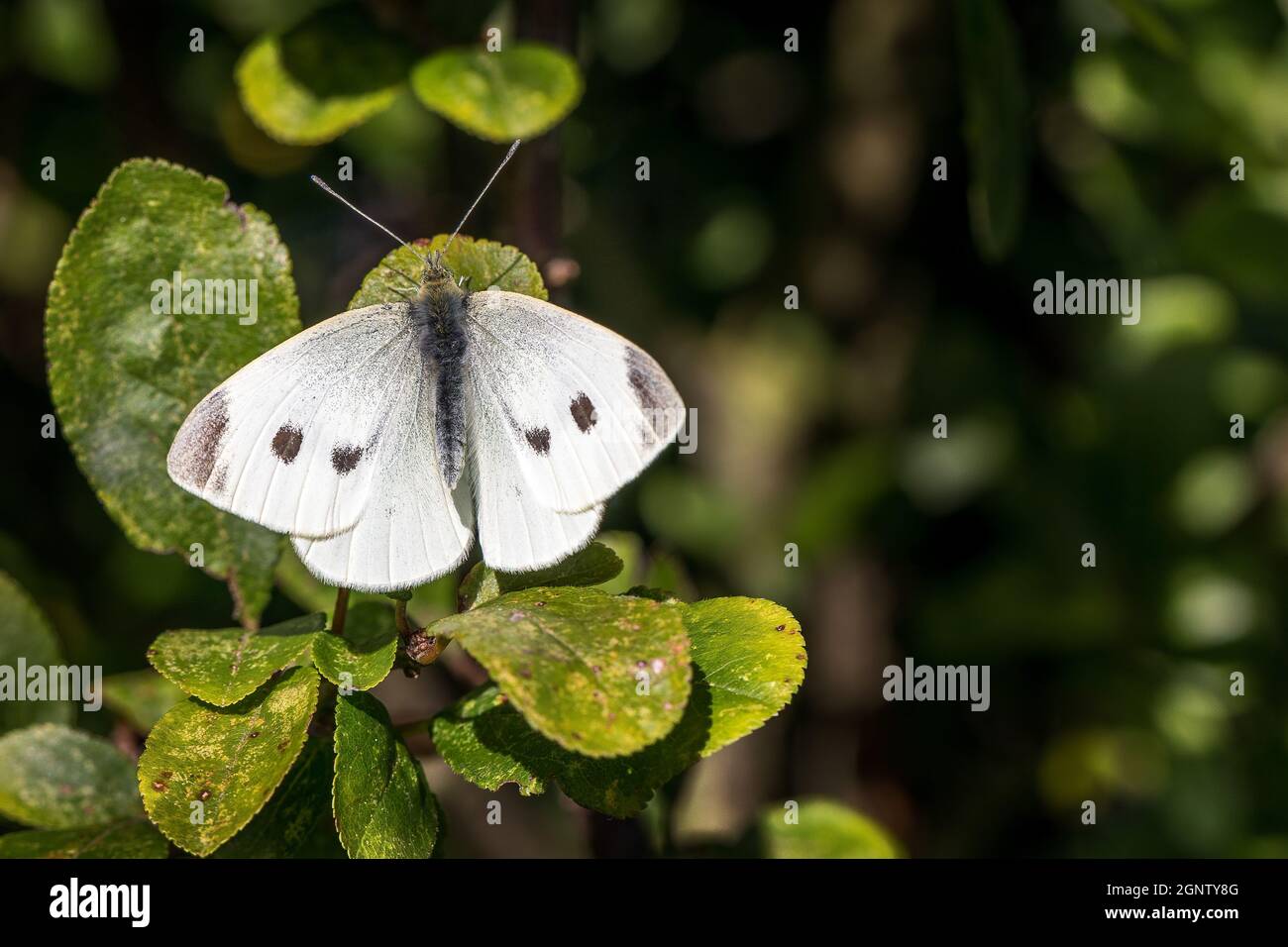 Großer weißer oder kohlweißer Schmetterling Pieris brassicae mit offenen Flügeln, UK - Platz für Kopie Stockfoto