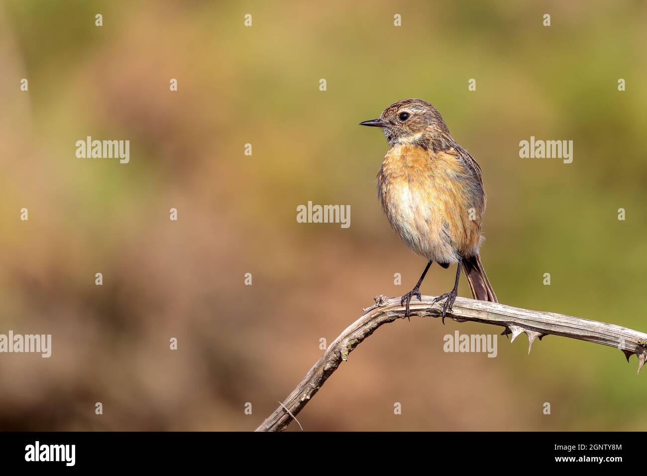 Weiblicher Steinechat Saxicola torquata auf einem Zweig mit Platz für Kopie Stockfoto