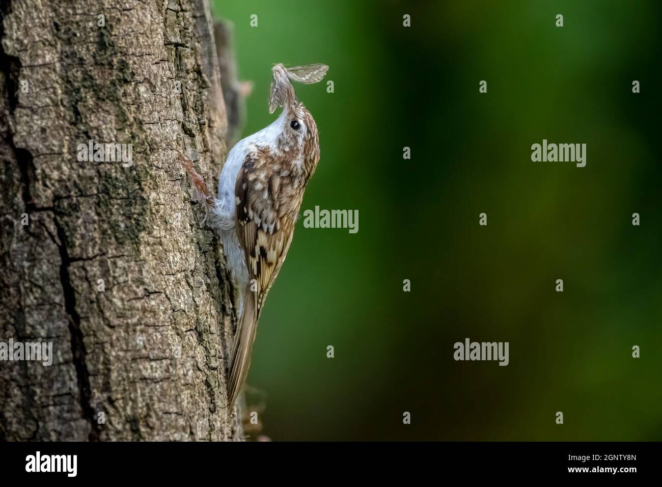 Baumschreeper (Certhia familiaris) sammelt Insekten auf einem Baumstamm Stockfoto