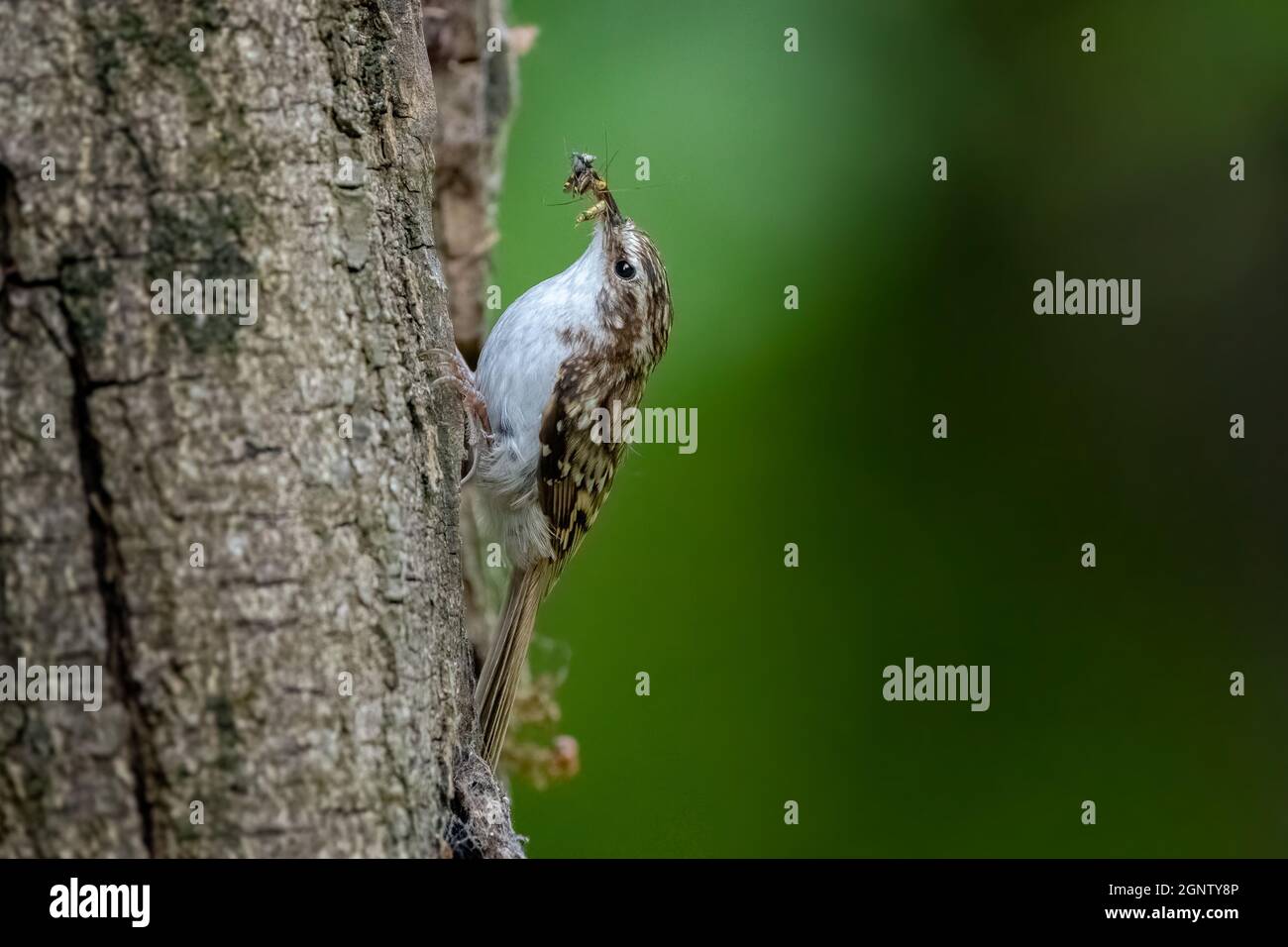 Baumschreeper (Certhia familiaris) sammelt Insekten auf einem Baumstamm Stockfoto