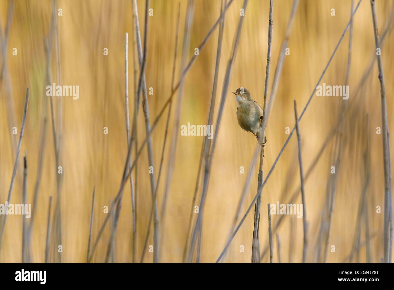 Eurasischer Schilfrohrsänger (Acrocephalus scirpaceus) im Schilfbett, Platz für Kopien Stockfoto