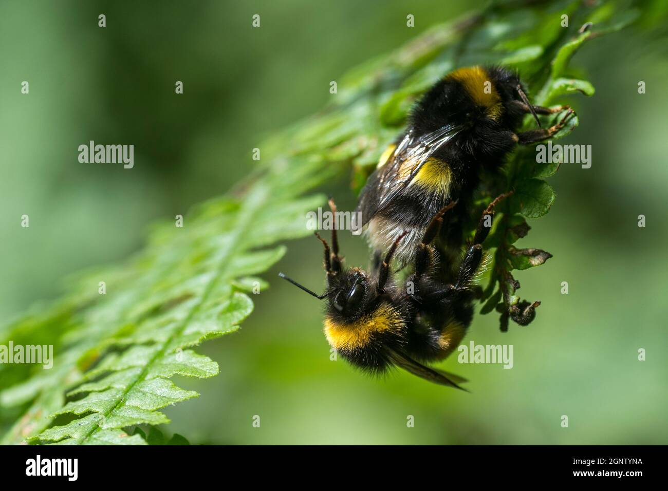 Männliche und weibliche Weißschwanzhummel (Bombus lucorum) Paarung Stockfoto