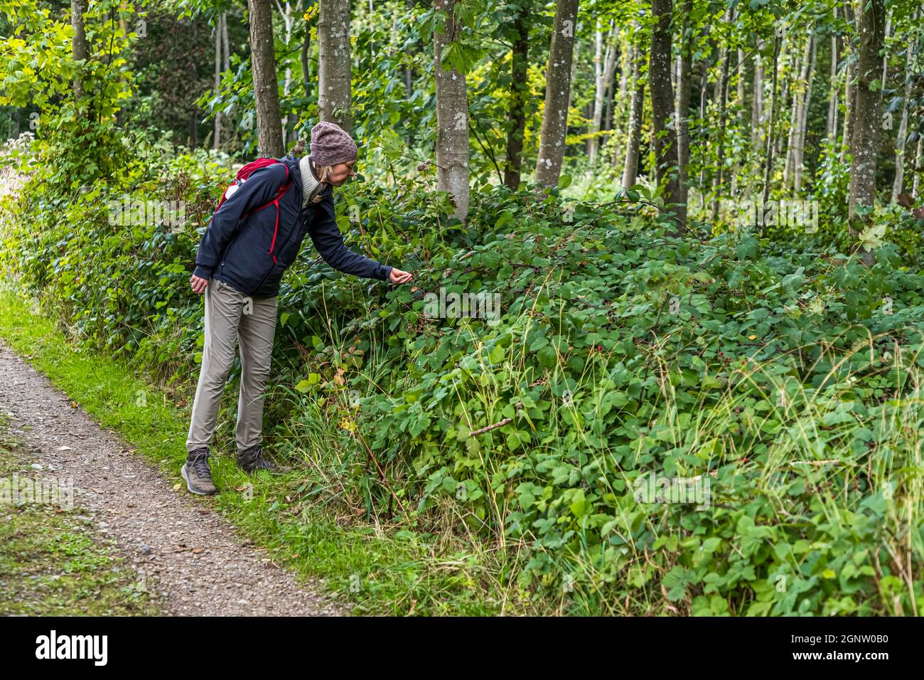 Beeren im Wald am Schärenpfad (Øhavsstien), Dänemark Stockfoto