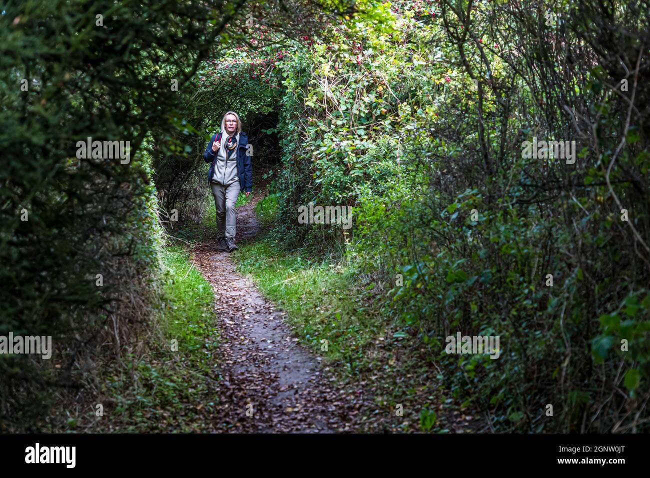 Auf den hohlen Wegen ist das Meer nur zu hören. Ganze Vogelschwärme siedeln auf den Dächern der Hohlwege an den Küsten von Langeland, Dänemark Stockfoto