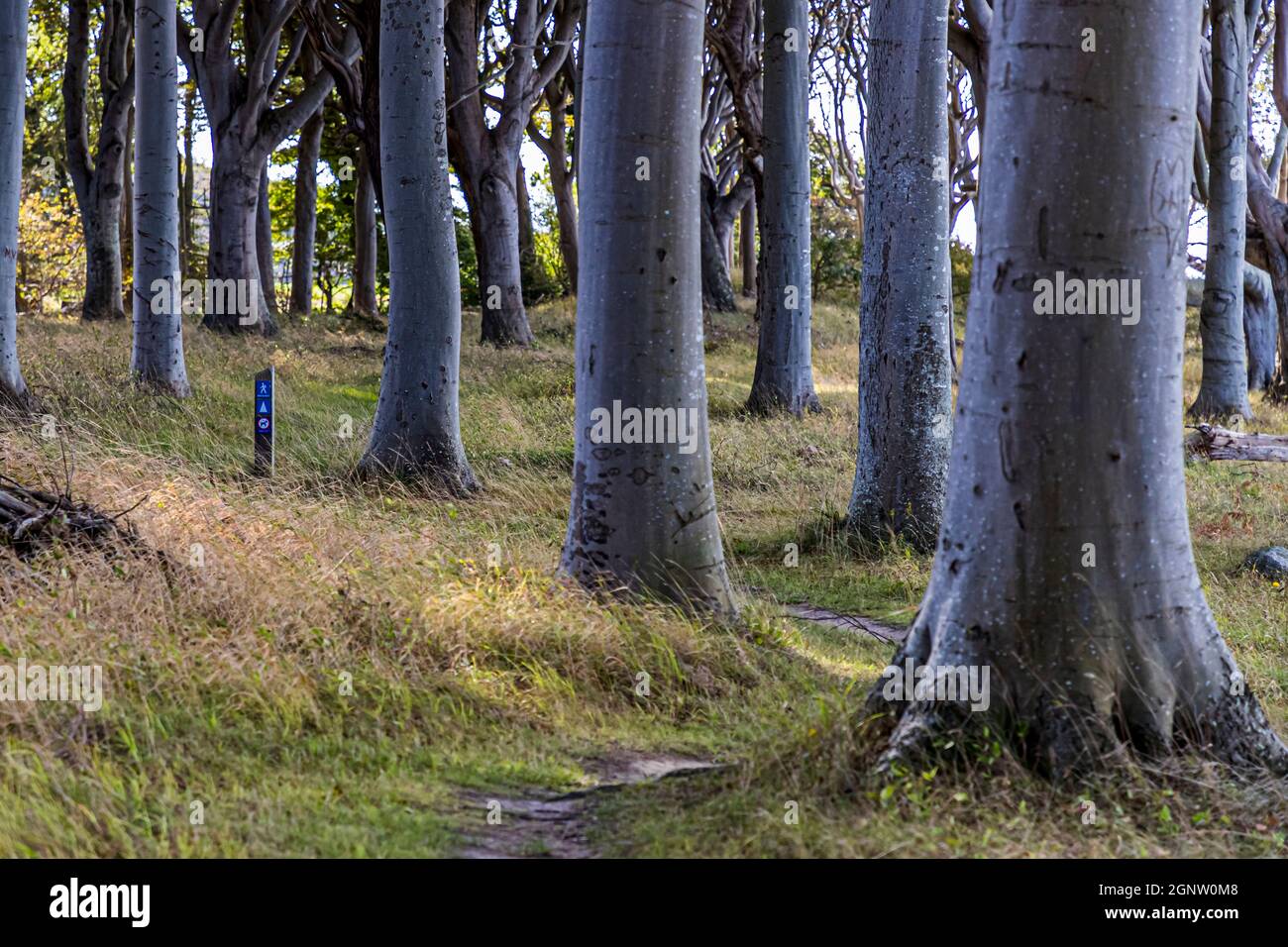 Buchenstämme stehen wie Elefantenbeine an der Küste von Langeland, Dänemark. Leichte Buchenstämme bilden den Wald Travens Vänge. Es liegt direkt an den Klippen von Langeland. Von hier aus hat man einen guten Blick nach Fünen (Fyn), Dänemark Stockfoto