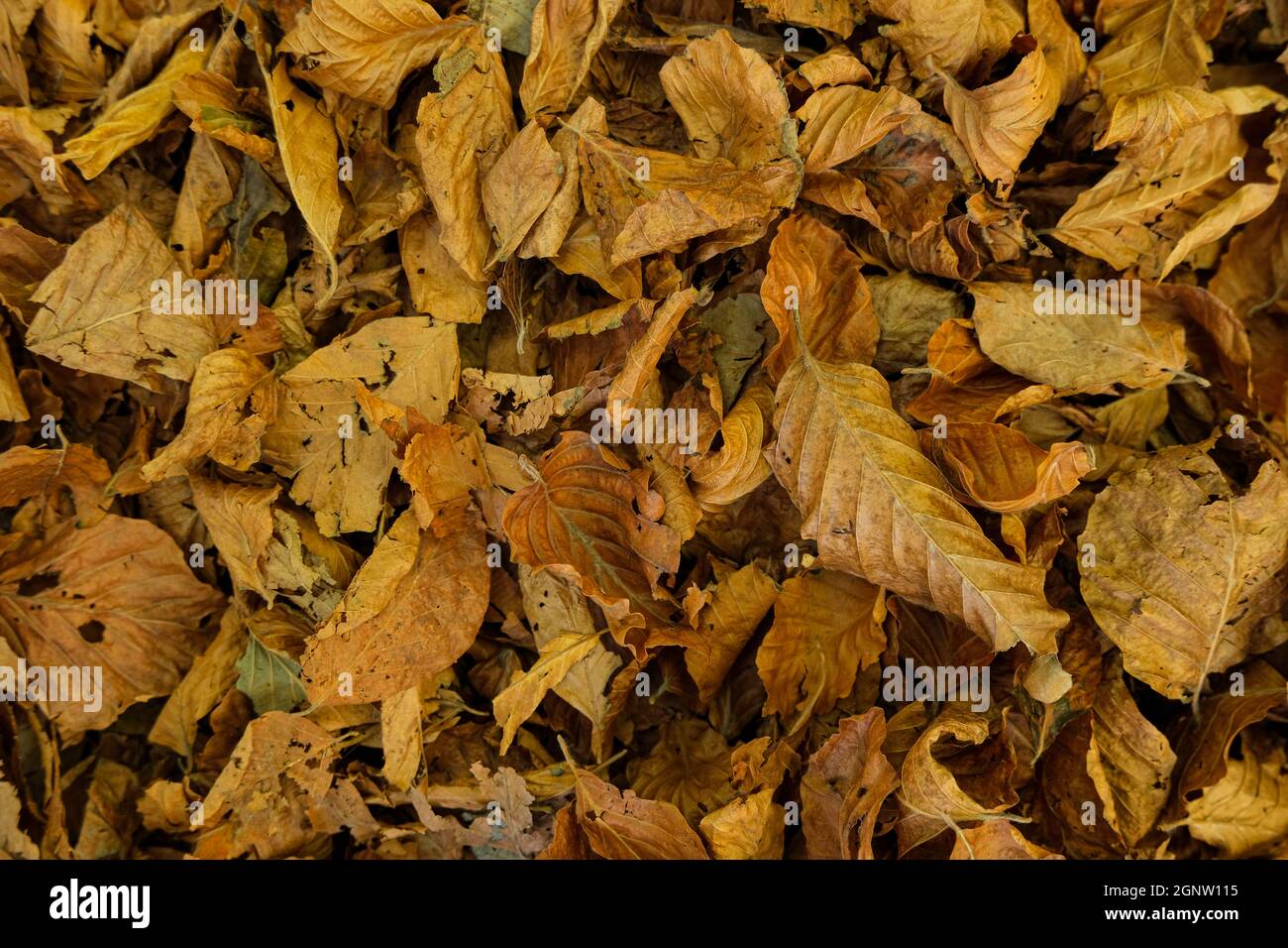 Trockene Herbstsaison Blätter auf rauem Boden, natürliche Hintergrundtapete Stockfoto