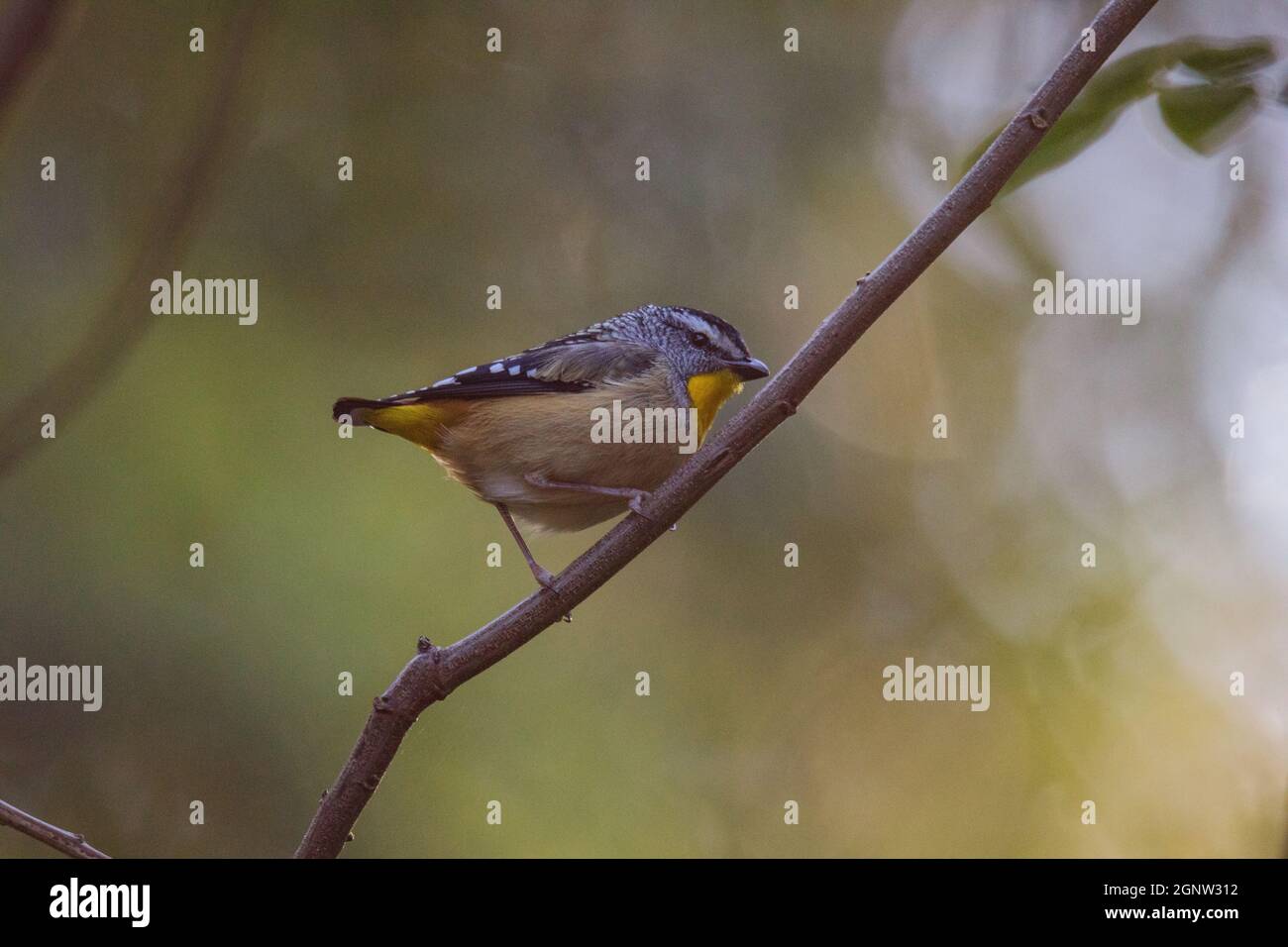 Gefleckte Pardalote (Pardalotus punctatus) in Australien Stockfoto