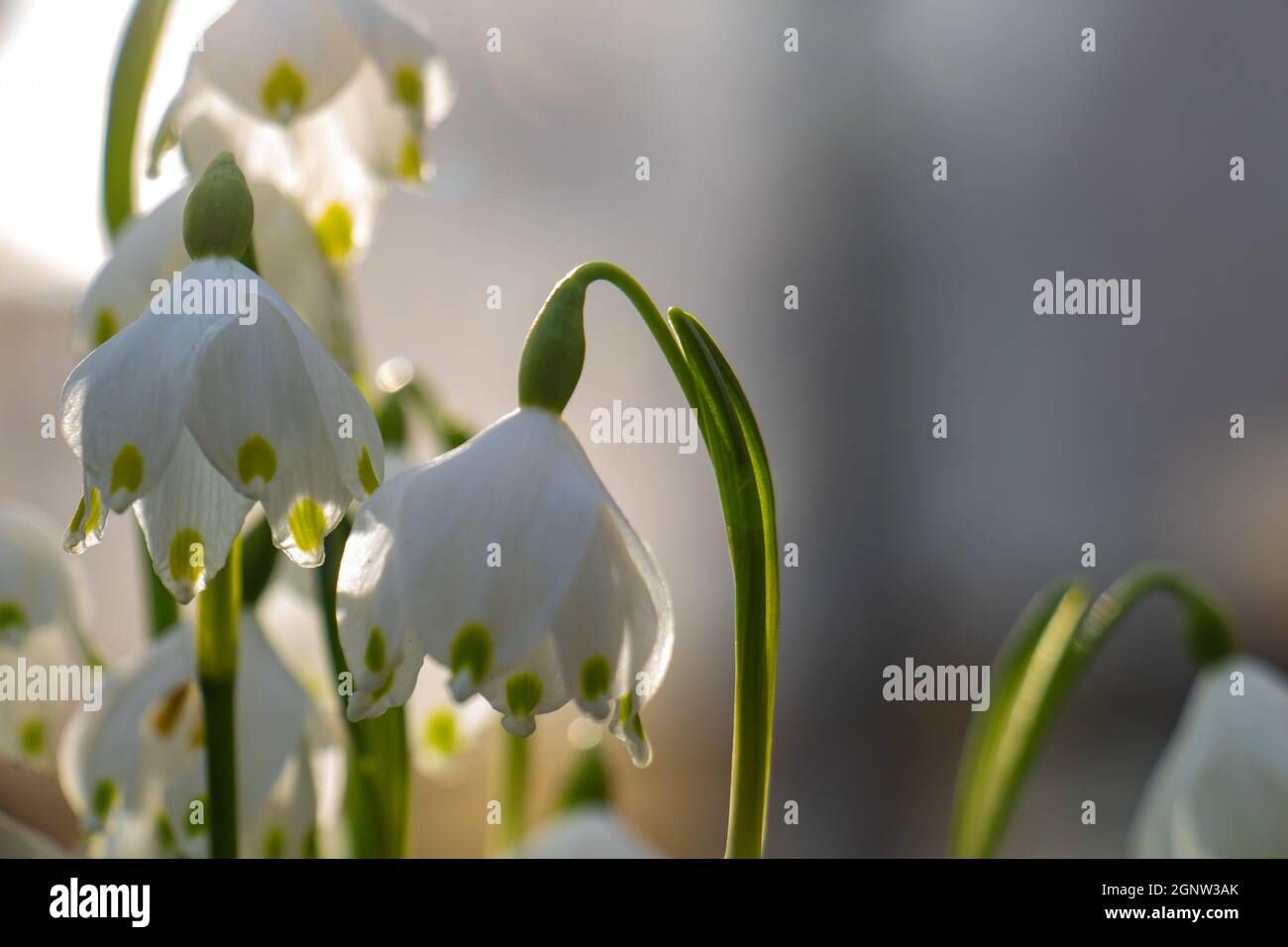 Nahaufnahme einer Frühjahrsschneeflocke (Leucojum vernum) in Europa Stockfoto